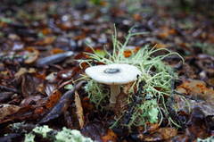 Lepiota atrodisca