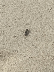 Hypaetha biramosa