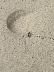 Hypaetha biramosa