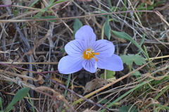 Crocus pulchellus