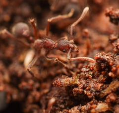 Apterostigma robustum