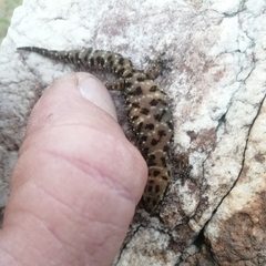 Pachydactylus affinis