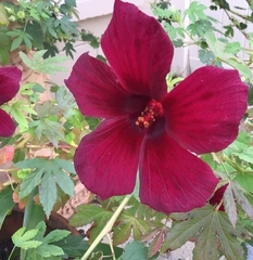 Hibiscus radiatus