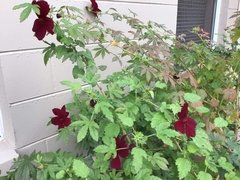 Hibiscus radiatus