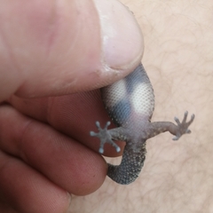 Pachydactylus affinis