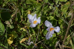 Crocus pulchellus