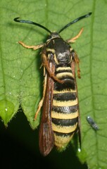 Pennisetia marginatum