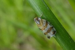 Tachycixius venustulus