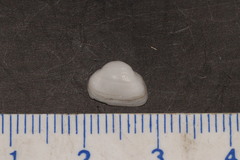 Striarca lactea