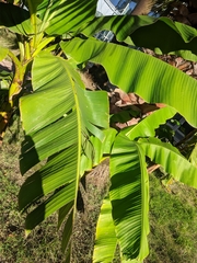 Musa basjoo