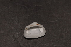 Striarca lactea