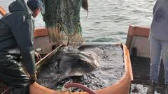 Bathytoshia centroura