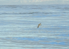 Hydrobates pelagicus