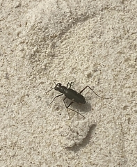 Hypaetha biramosa
