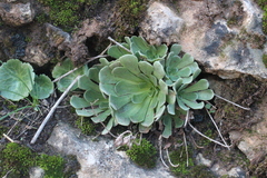 Rosularia sempervivum