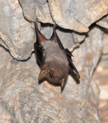 Taphozous georgianus