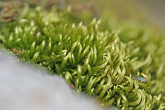 Brachythecium albicans