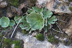 Rosularia sempervivum