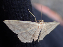 Cyclophora maderensis