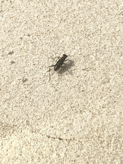 Hypaetha biramosa