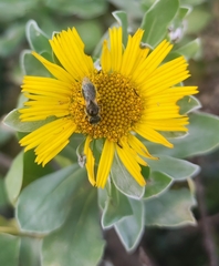 Lasioglossum viride