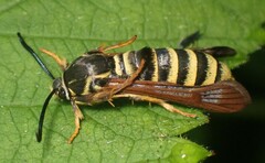 Pennisetia marginatum