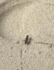 Hypaetha biramosa