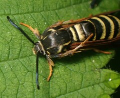 Pennisetia marginatum