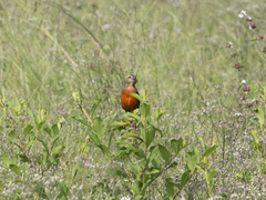 Leistes militaris