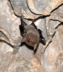 Taphozous georgianus