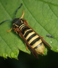 Pennisetia marginatum