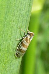 Tachycixius venustulus