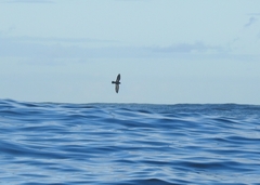 Hydrobates pelagicus