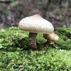 Neolentinus