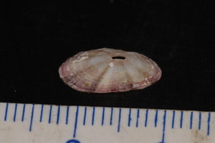 Fissurella nubecula