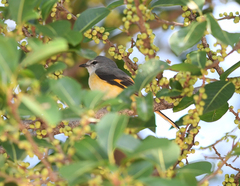 Pericrocotus cinnamomeus