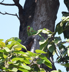 Psittacula eupatria