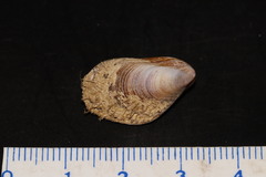 Modiolus barbatus