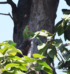 Psittacula eupatria