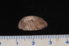Siphonaria pectinata