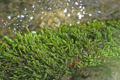 Scleropodium obtusifolium