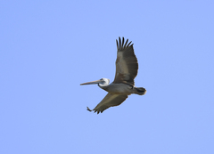 Pelecanus philippensis