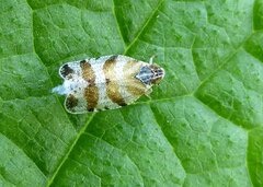 Tachycixius venustulus