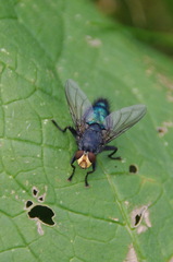 Cynomya mortuorum