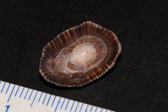 Siphonaria pectinata