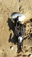 Hydrobates pelagicus
