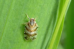 Tachycixius venustulus