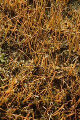 Eleocharis acicularis