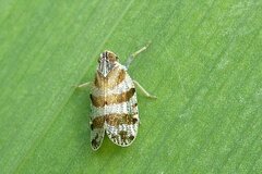 Tachycixius venustulus