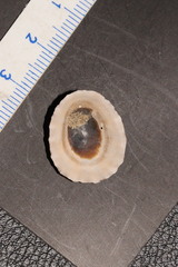 Patella